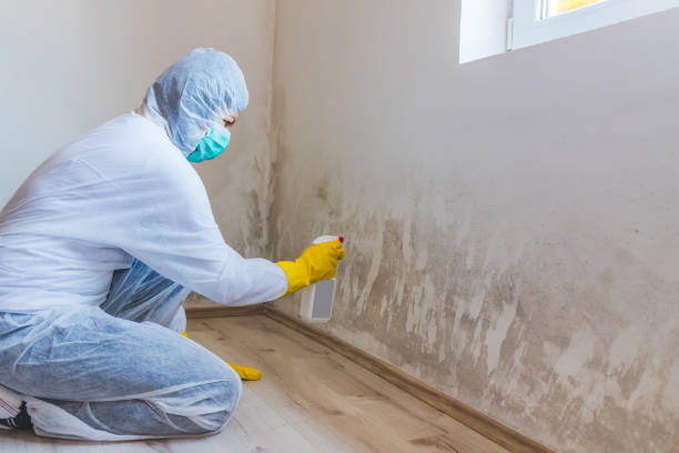 Licensed Mold Testing service in Richland, MI - WQB Mold Removal